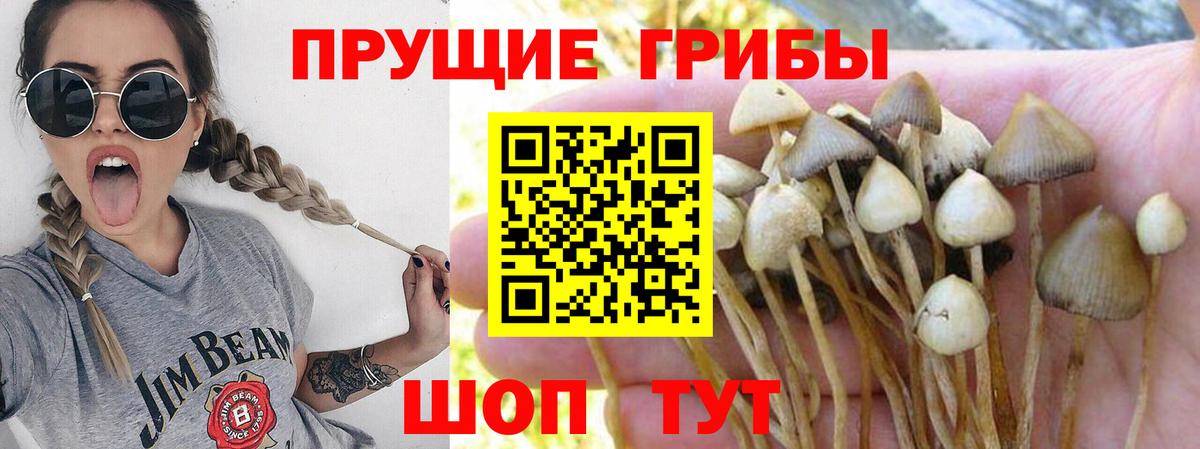 Псилоцибиновые грибы Cubensis Великий Новгород